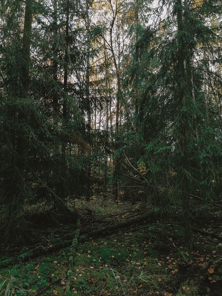 Photograph by Ирина Забродина