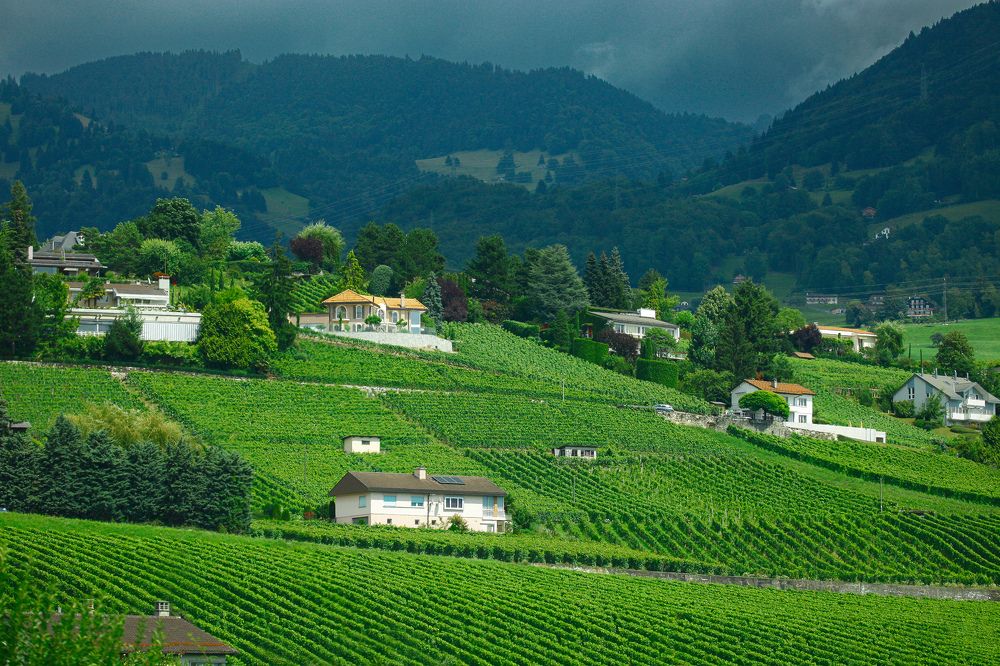 Виноградники