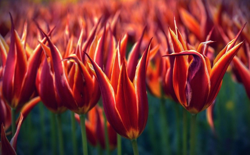 Фотография автора Katerina Georgieva