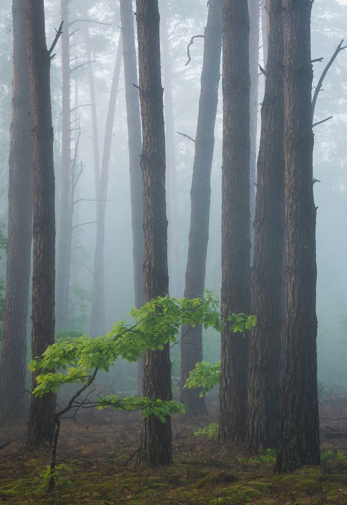 Туманное утро в лесу