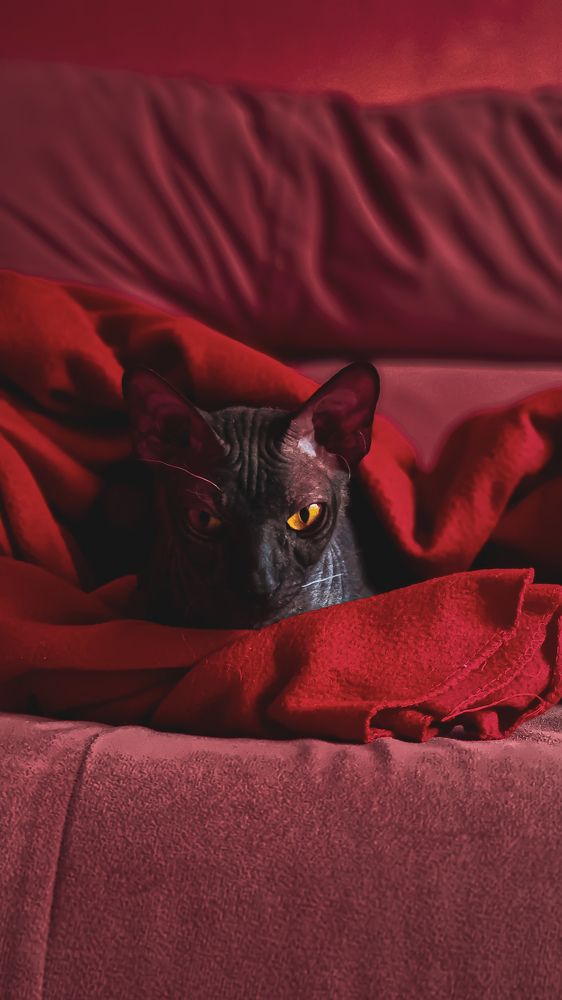 Фотография автора Всеволод