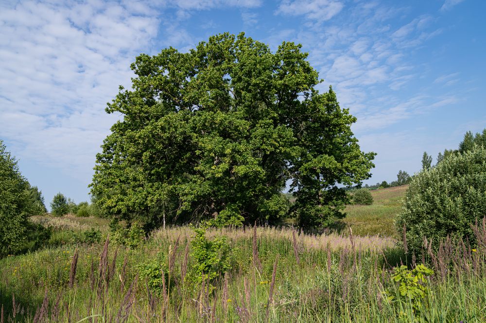 Могучий дуб.