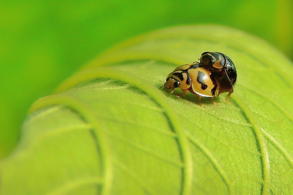 Photograph by Tanusri RoyChowdhury