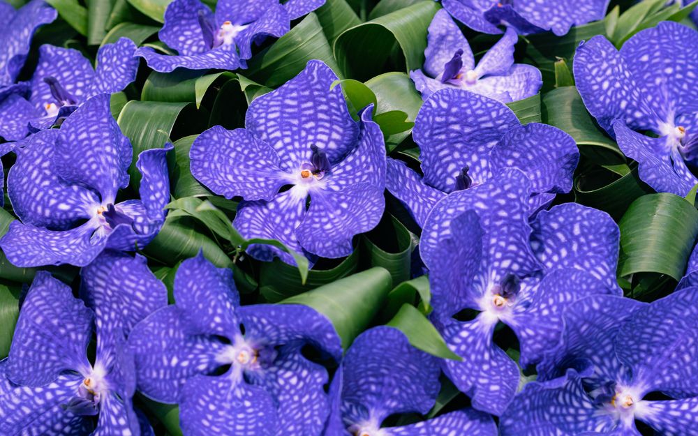 Photograph by Алина Еникеева