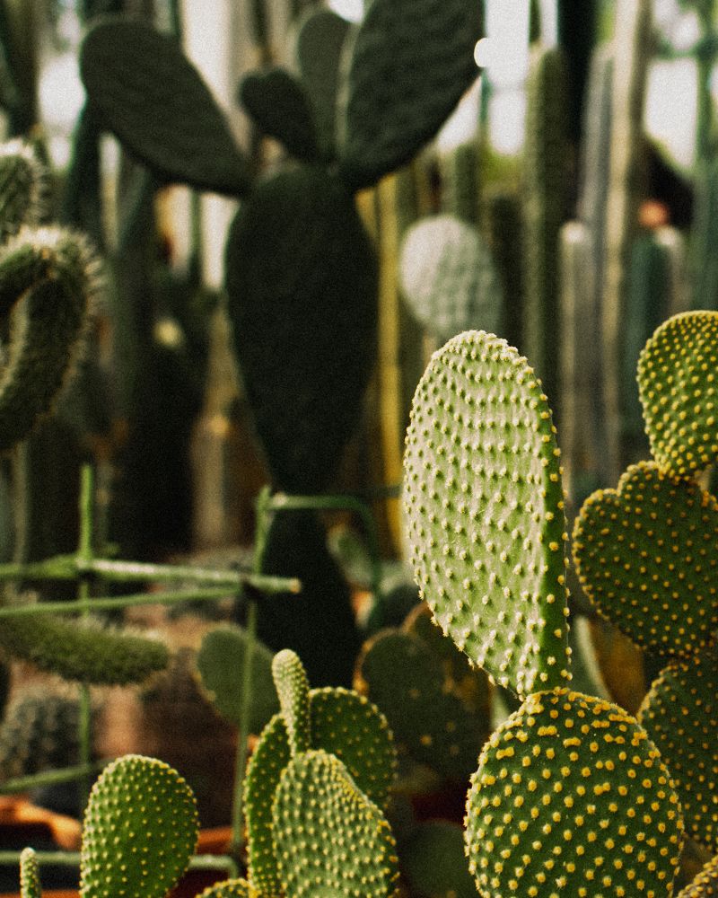 Photograph by Екатерина Себеченко