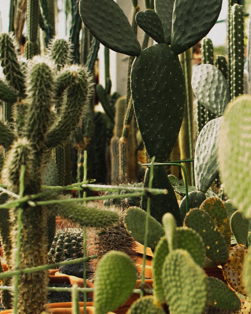 Photograph by Екатерина Себеченко