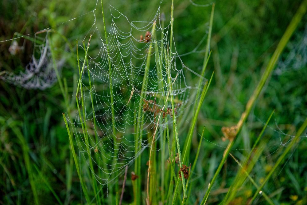 Фотография автора Григорьев Алексей
