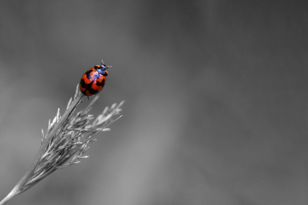 Photograph by Shehan Dondeenu