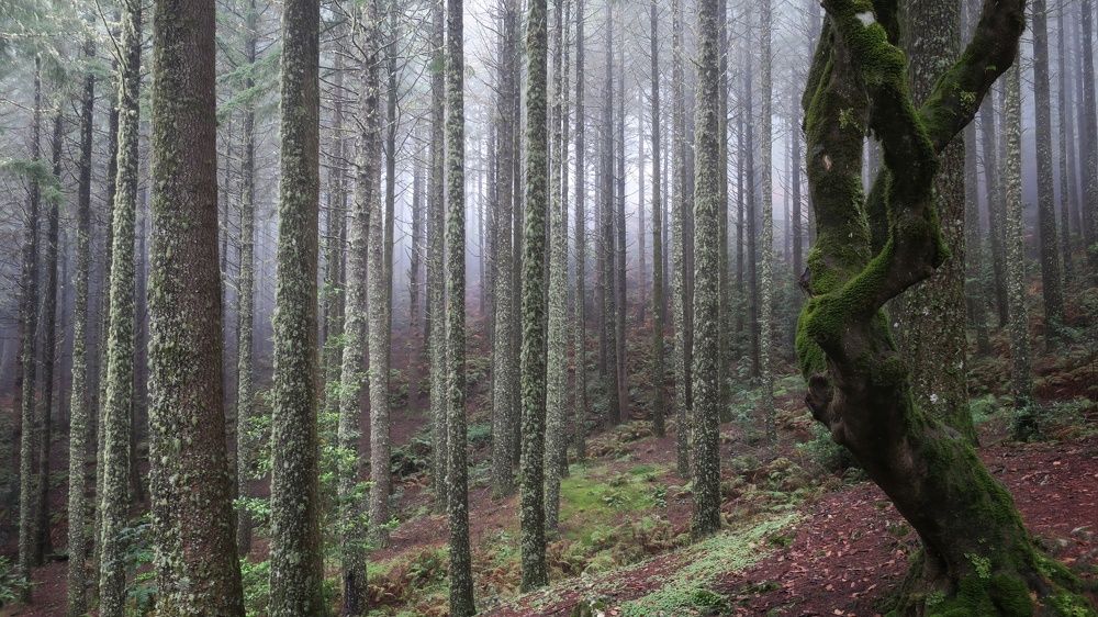 Photograph by Константин