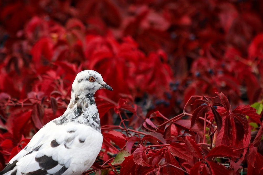 Фотография автора Елена Кириллова