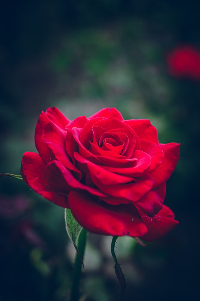 Photograph by Дмитрий Головко
