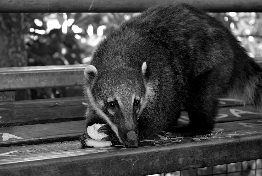 Photograph by Beatriz Games