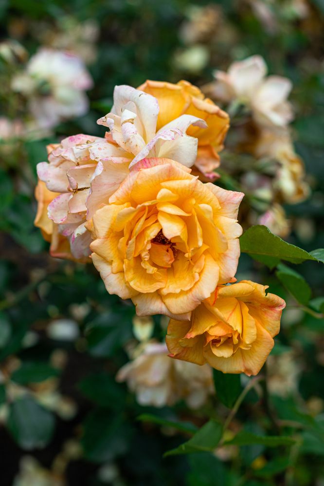 Photograph by Сергей Аникушин