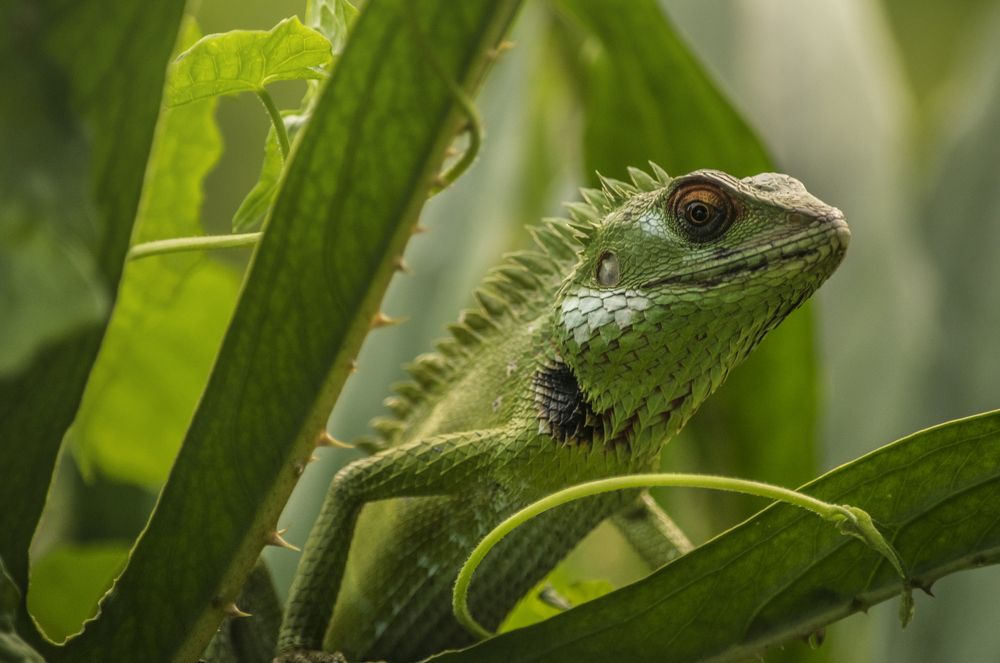 Photograph by Sameera Madusanka