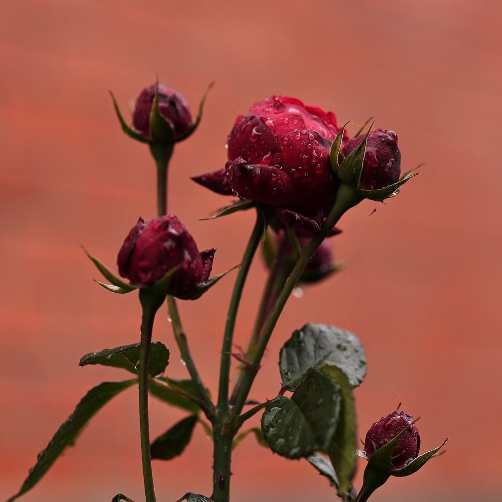 Photograph by Елена Одынец