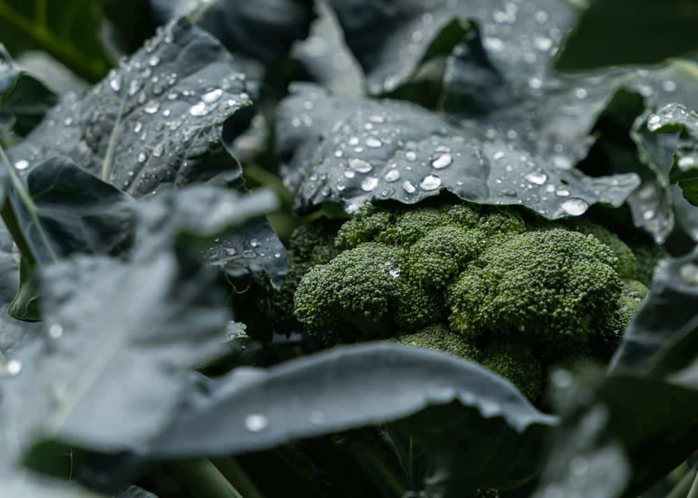 Photograph by Алина Еникеева