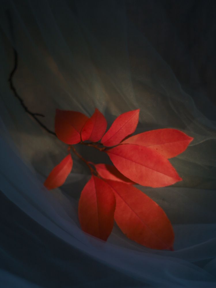 Photograph by Ксения Лаевская