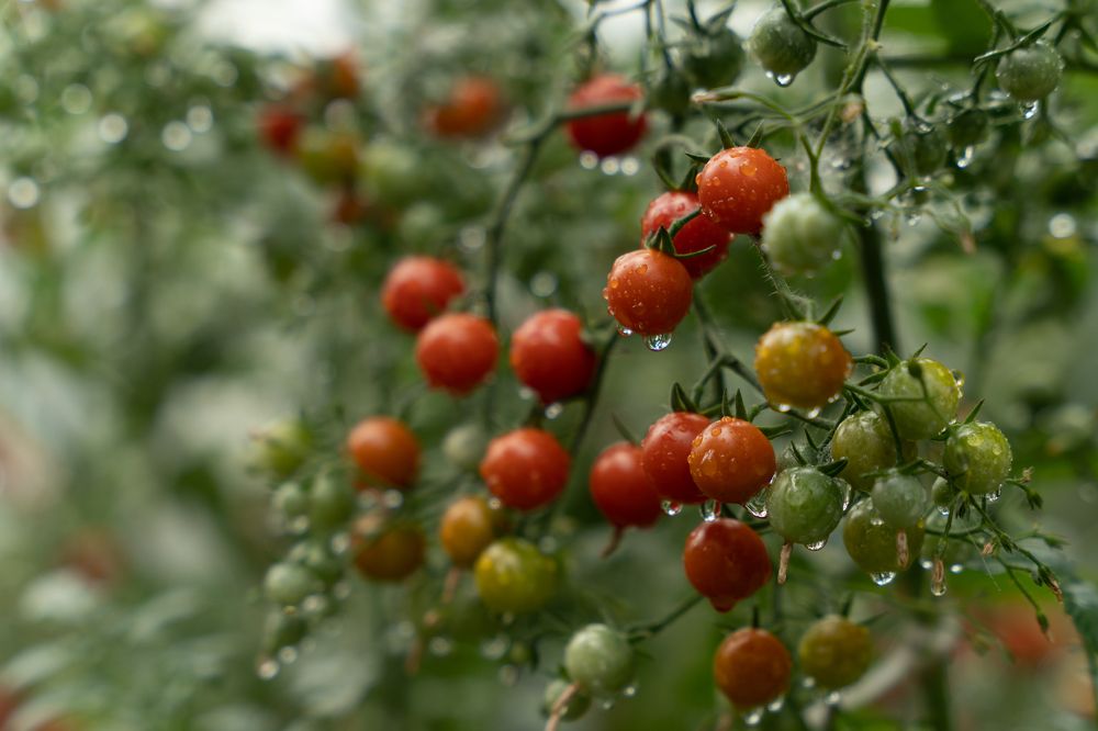 Photograph by Алина Еникеева