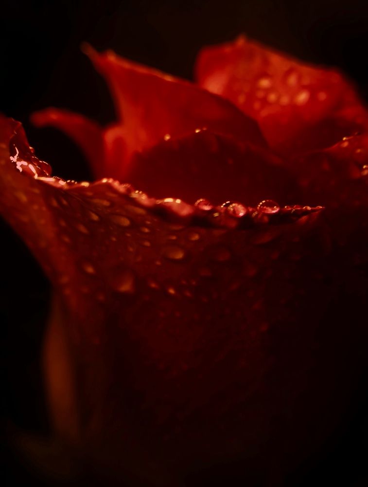 Photograph by Светлана Ишкина