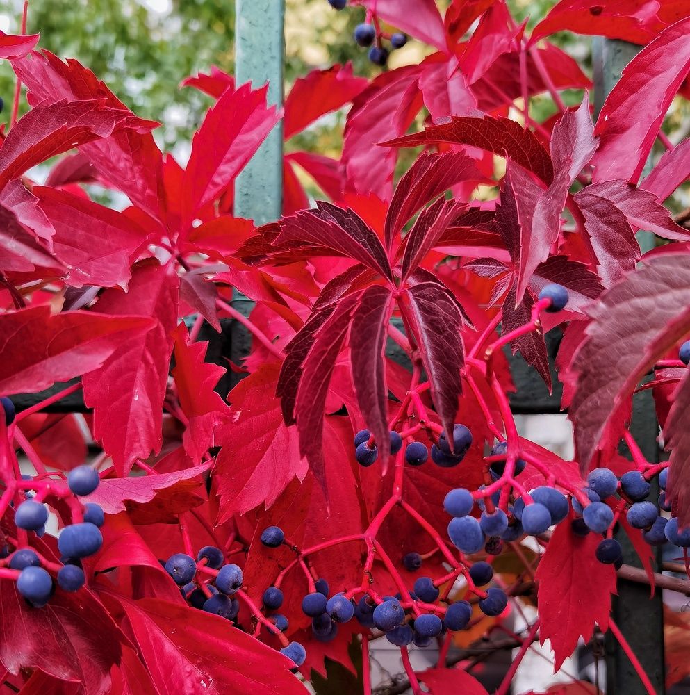 Photograph by Ольга