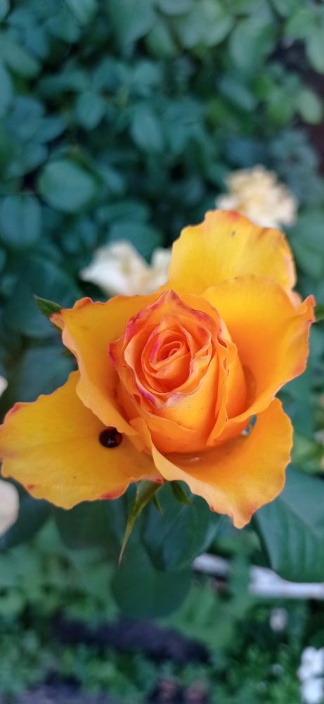 Photograph by Лара