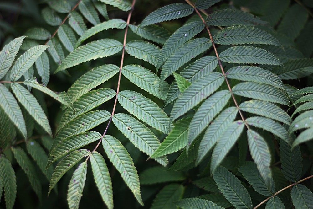 Photograph by Lena Feldman