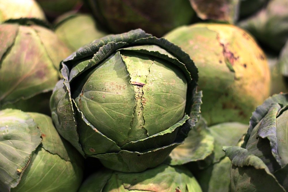 Photograph by Lena Feldman