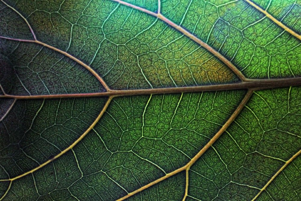 Photograph by Lena Feldman