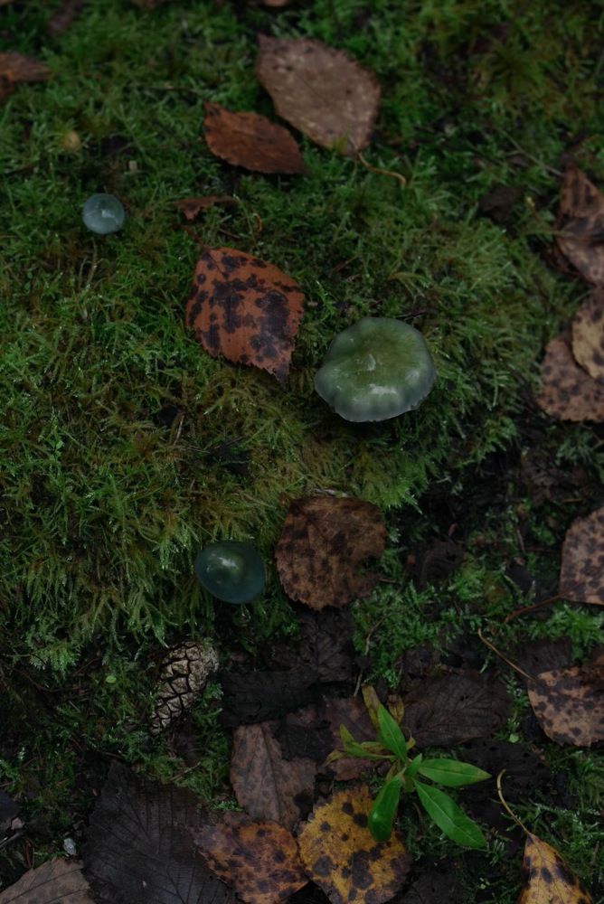 Photograph by Elena Kumskova