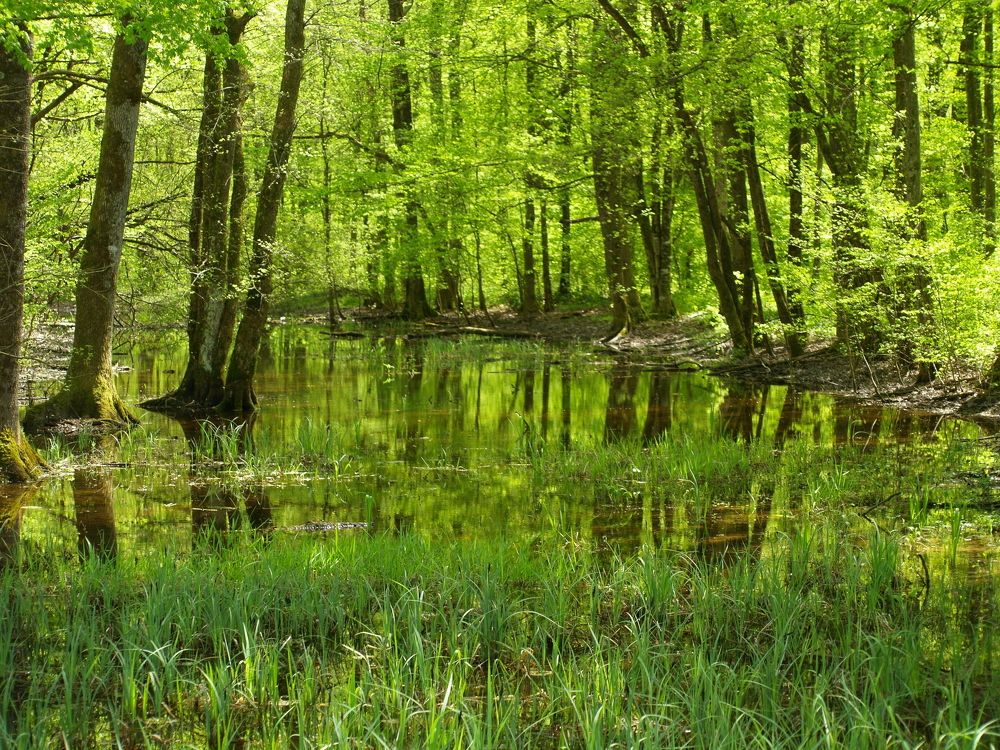 Фотография автора Dubravko Maricic