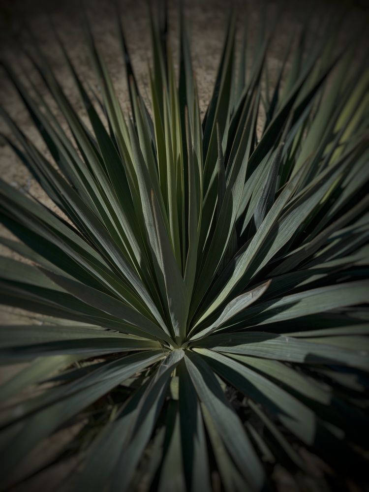 Photograph by Alla Buinevich