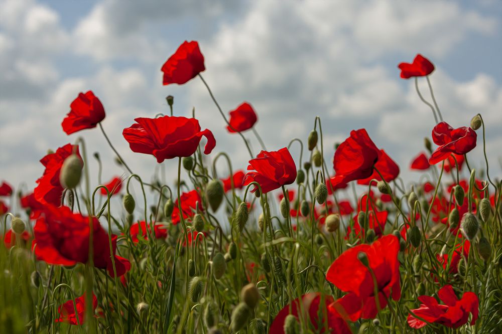 Фотография автора Анатолий Макоедов