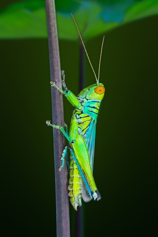 Photograph by Ngọc Trần