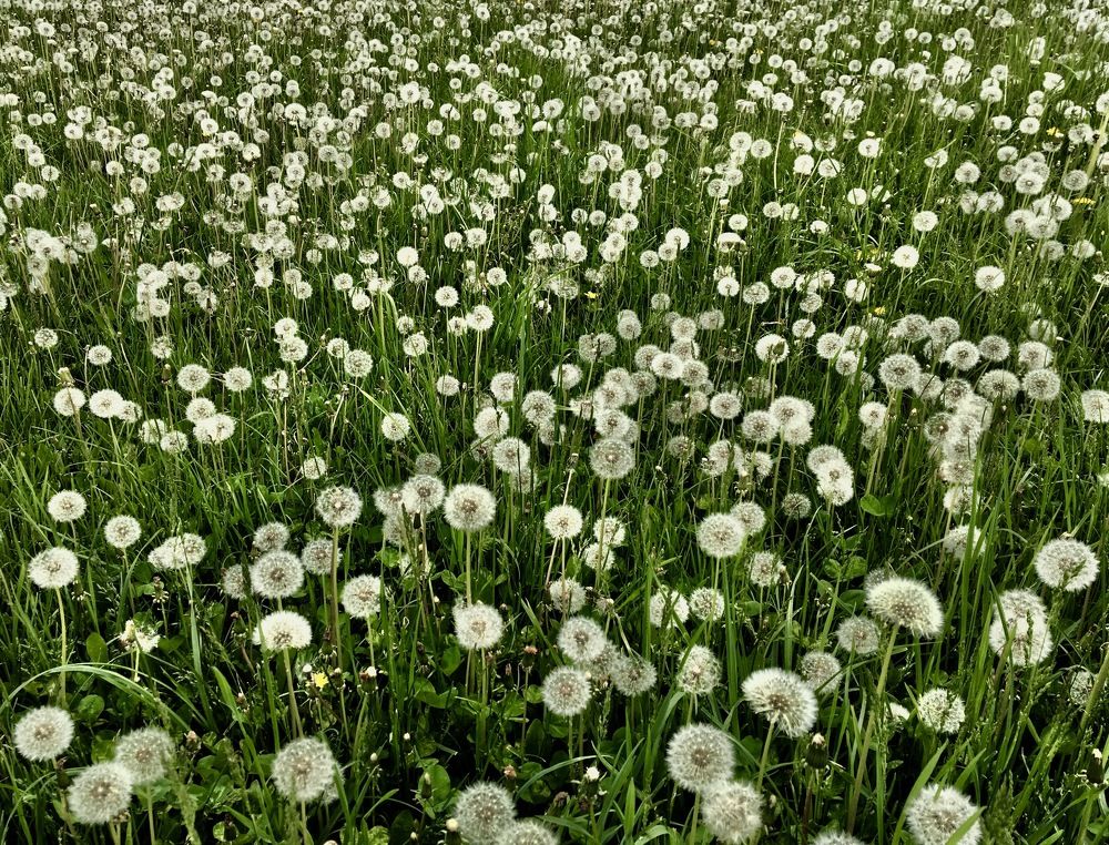 Photograph by Елена Ким