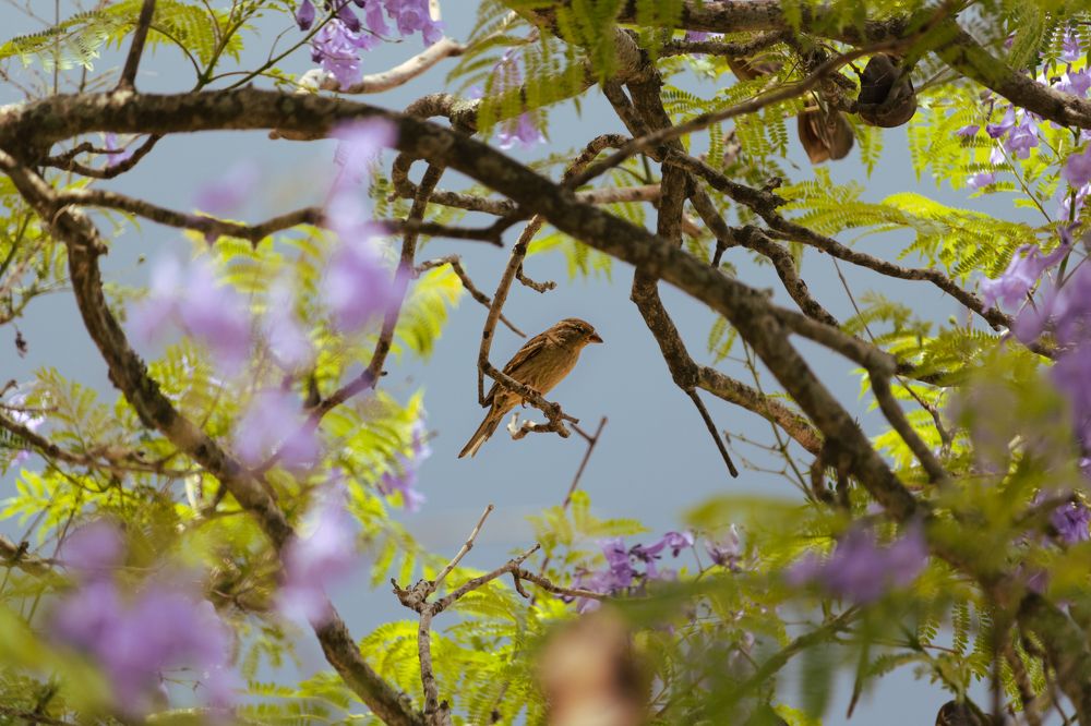 Photograph by Felipe Lima dos Santos