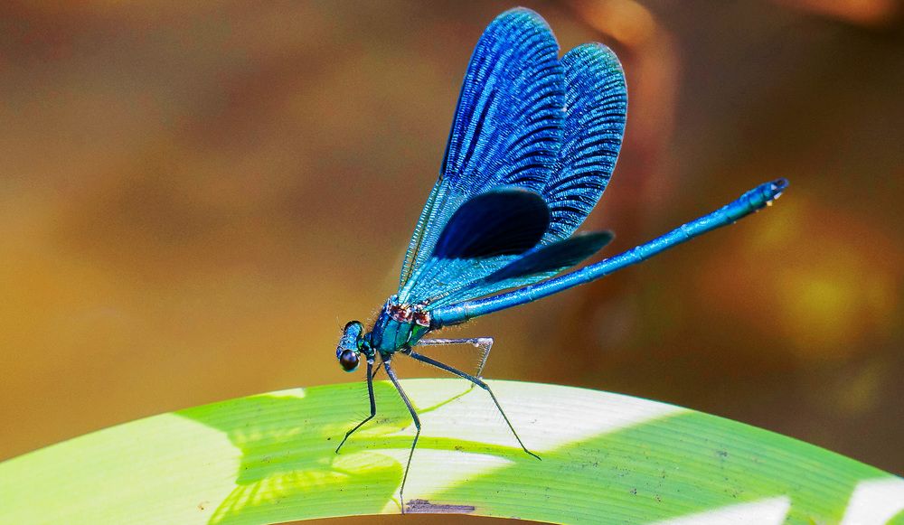 Фотография автора Николай Бологов