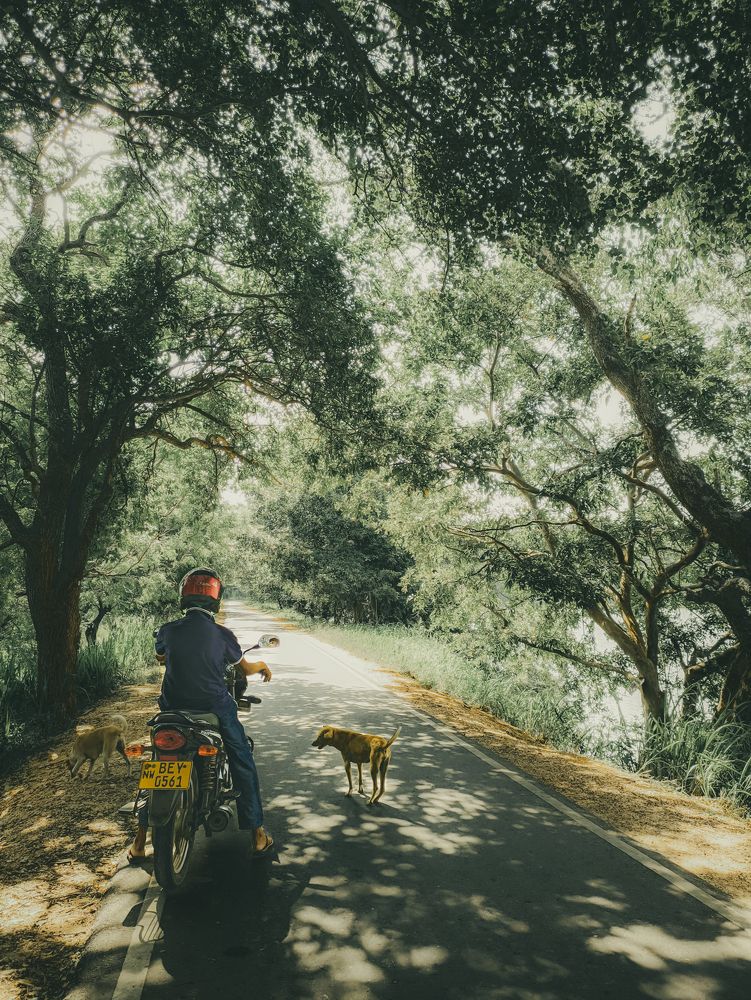 Photograph by Tharindu Deshan