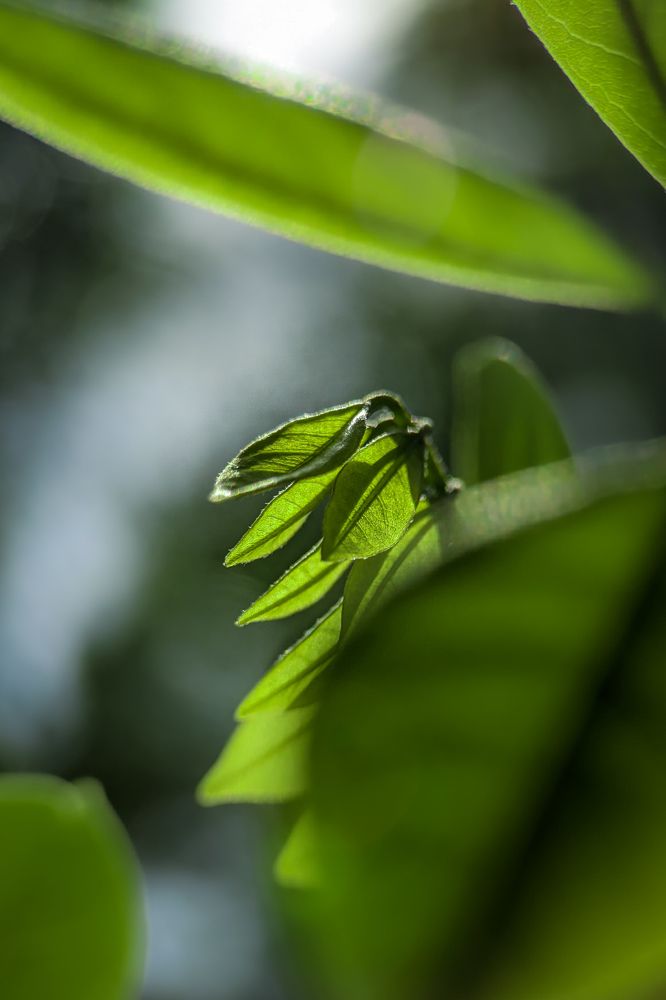 Photograph by Tharindu Deshan