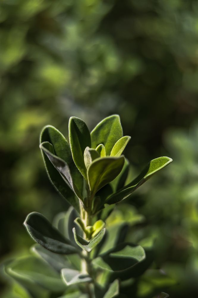 Photograph by Tharindu Deshan