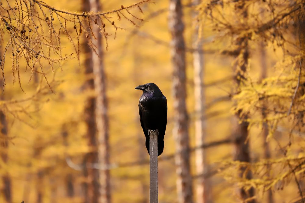 Photograph by Алексей