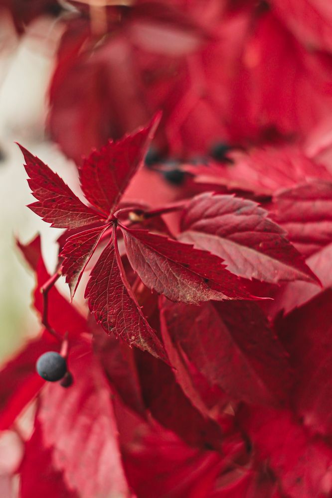 Photograph by Елена Лотник