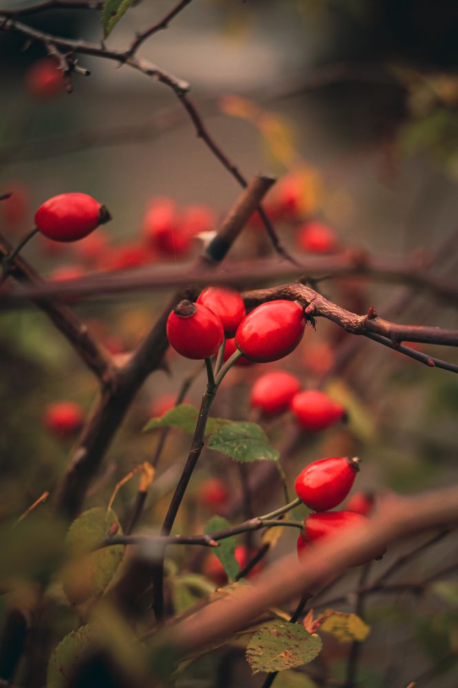 Photograph by Елена Лотник