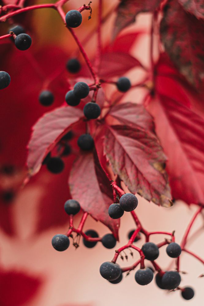 Photograph by Елена Лотник