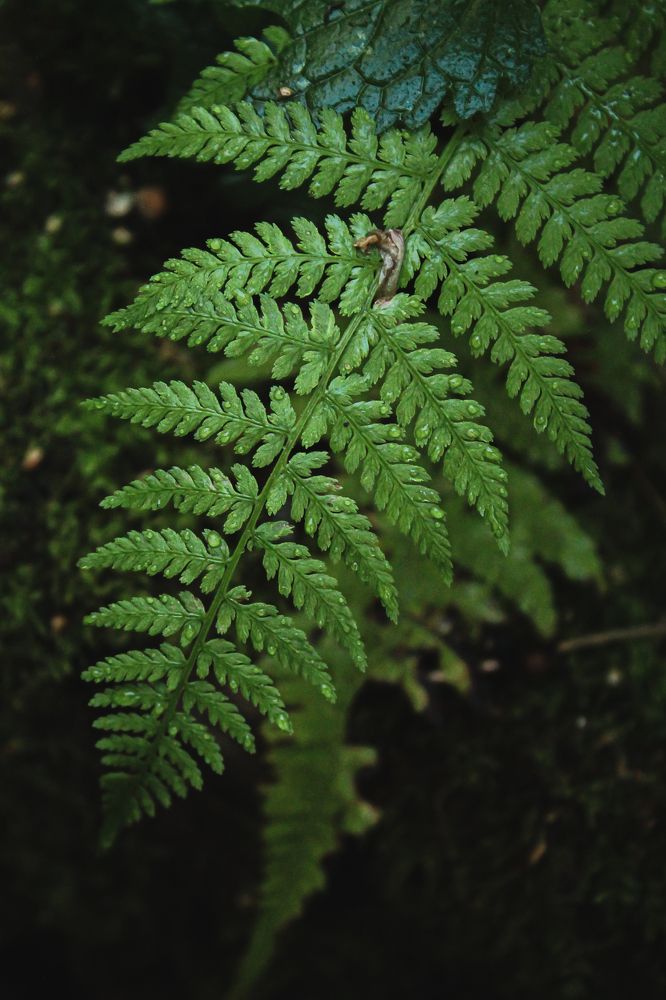 Photograph by Елена Лотник