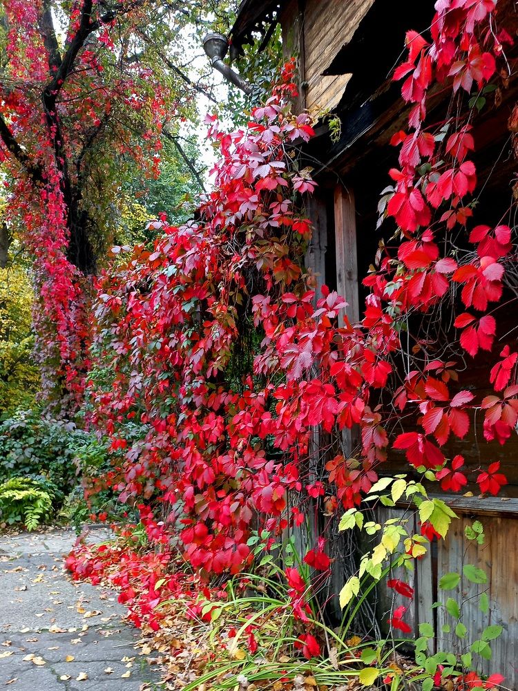 Photograph by Зоя Кулько