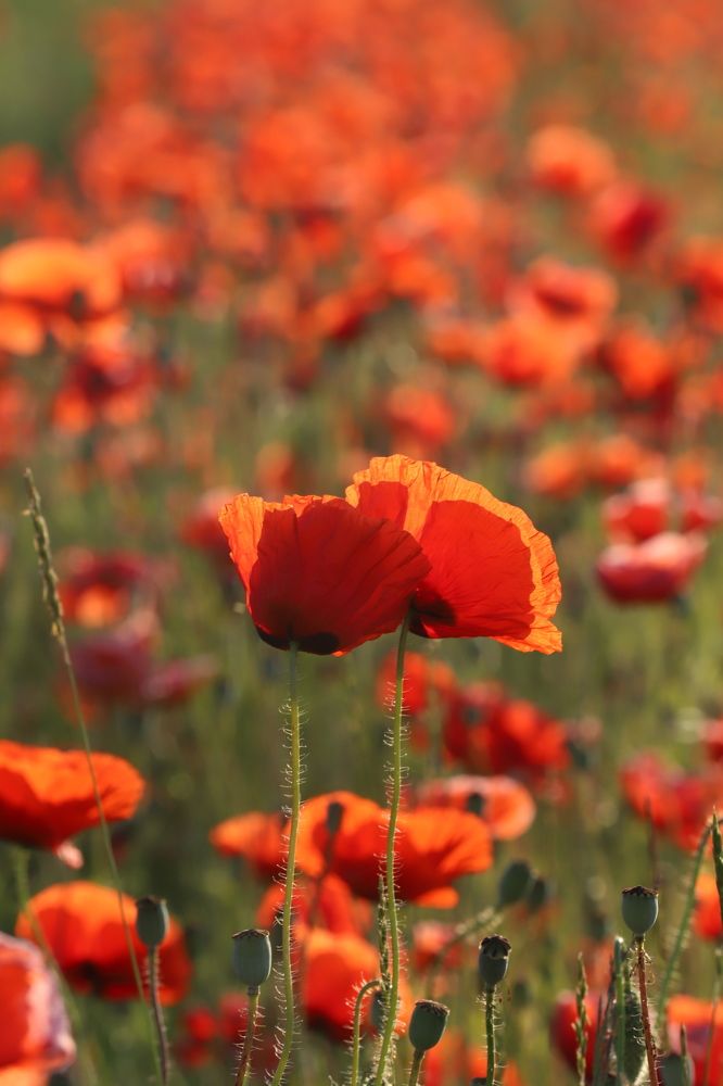 Photograph by елена