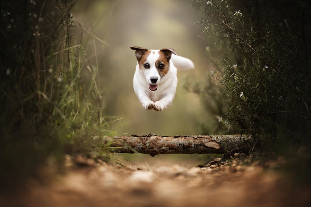 Фотография автора Rut Casanellas