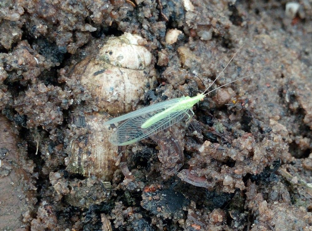 насекомое макро - Обыкновенная златоглазка (лат. Chrysoperla carnea)