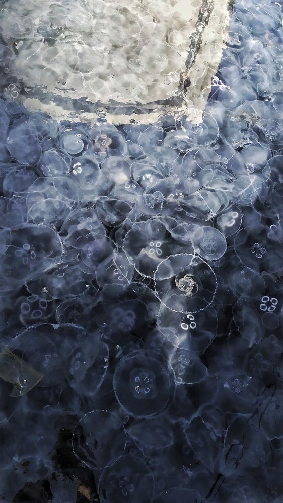 Photograph by Пузан Александр