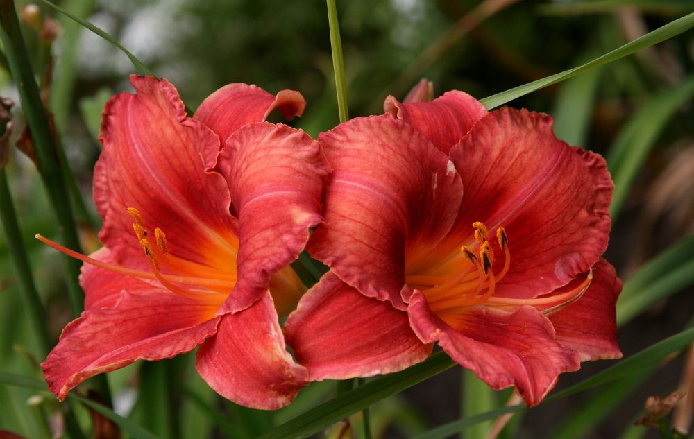 Photograph by елена